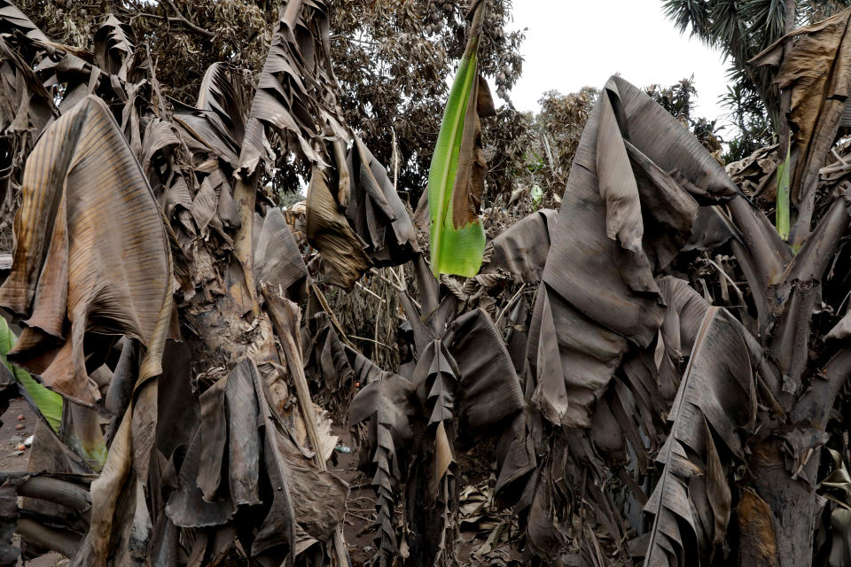 <p>Banana leafs covered with ash are seen in the area affected by the eruption of the Fuego volcano at San Miguel Los Lotes in Escuintla, Guatemala, June 8, 2018. (Photo: Carlos Jasso/Reuters) </p>