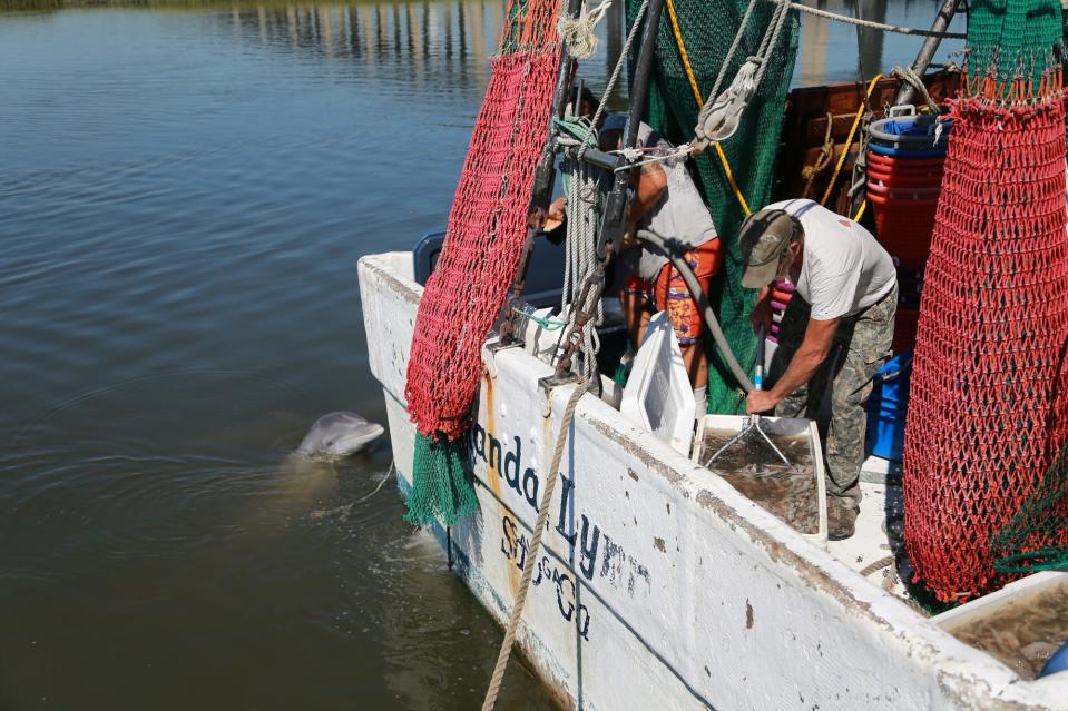 A dolphin pokes up out of the Lazaretto Creek as Shrimpers Nicholas Scott and Ricky Miles unload a fresh catch off the Amanda Lynn Monday at Lazaretta Packing Inc. on Tybee Island. 