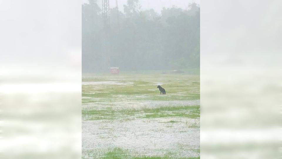 看到這隻小黑狗獨自在外淋雨，不少人笑稱：牠被甩了？(圖／翻攝自爆廢公社二館)