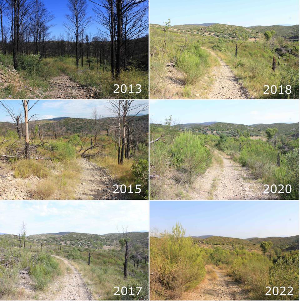 Evolución del paisaje durante diez años en una zona quemada con alta intensidad por el incendio del Alt Empordà de 2012, en el municipio de Biure. El hábitat de las fotografías es un pinar de pino carrasco con sotobosque de romero, coscoja, aulaga, jaguarzo negro, bocha, junco florido y fenal. Pere Pons, Author provided