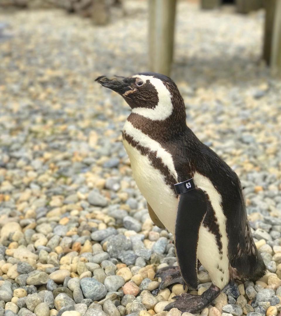 Oldest Penguin Dies (San Francisco Zoo & Garden)