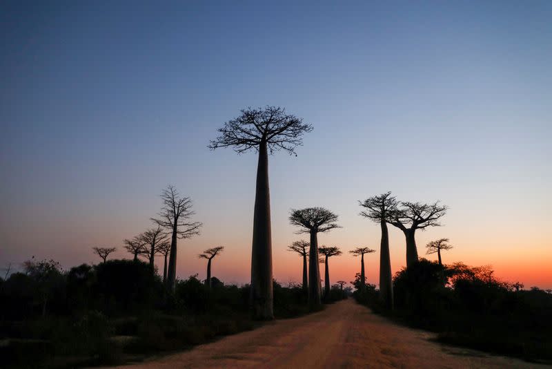 FILE PHOTO: Baobab trees are seen at sun rises in Baobab alley near the city of Morondava