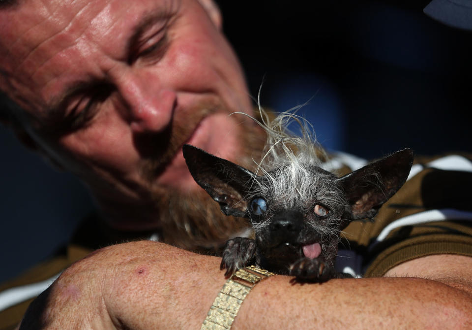 <p>Sweepee Rambo poses for a picture before being crowned winner of the world’s ugliest dog contest. (Justin Sullivan/Getty Images)</p>