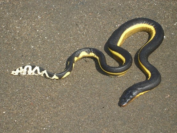 A yellow-bellied sea snake on the beach in Costa Rica