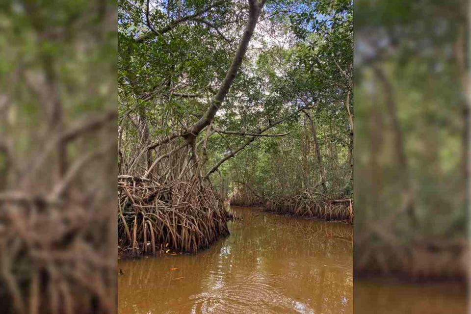 Manglar de Isla Arenas, Campeche. 