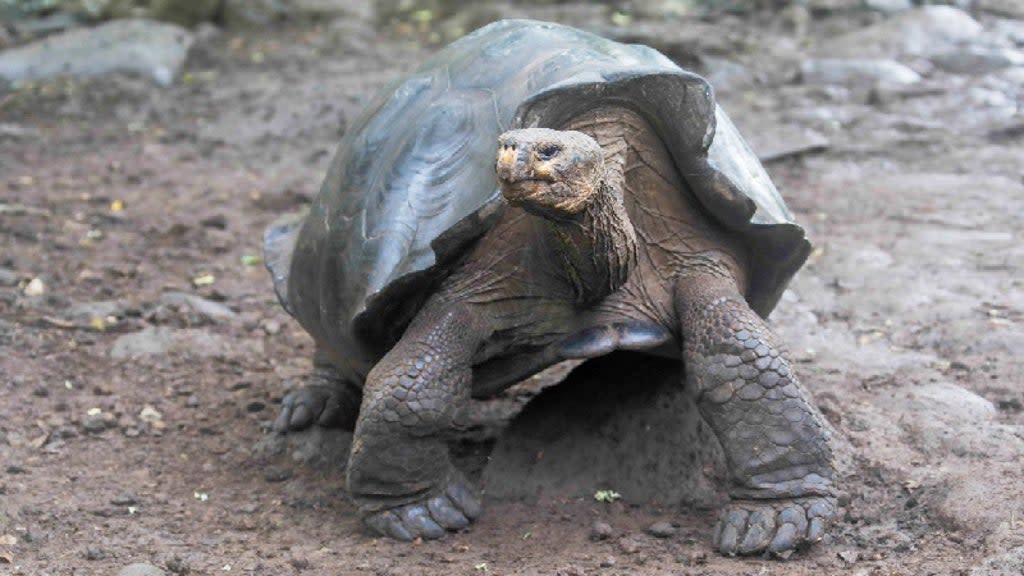 Giant tortoise assumed to be ‘Chelonoidis chathamensis’  (Ecuador Environment Ministry)