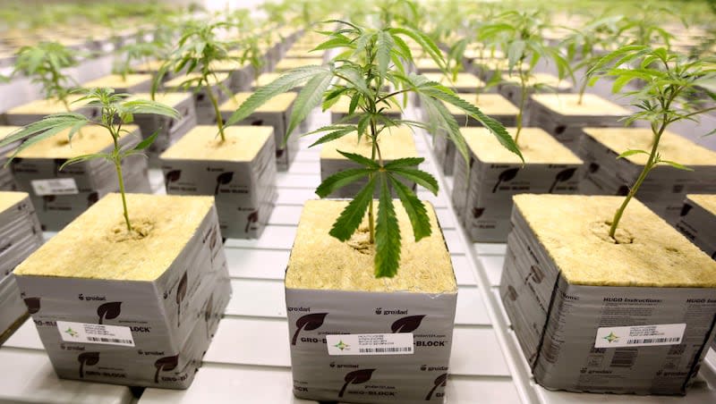 Marijuana plants grow in the veg room at Tryke Companies Utah's medical cannabis cultivation facility in Tooele on Thursday, Jan. 30, 2020. The Department of Justice took a significant step Thursday, May 16, 2024, toward reclassifying marijuana as lower risk and less harmful.