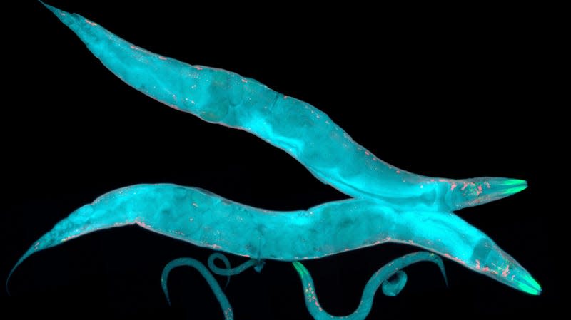 C. elegans worms viewed using fluorescent imaging.
