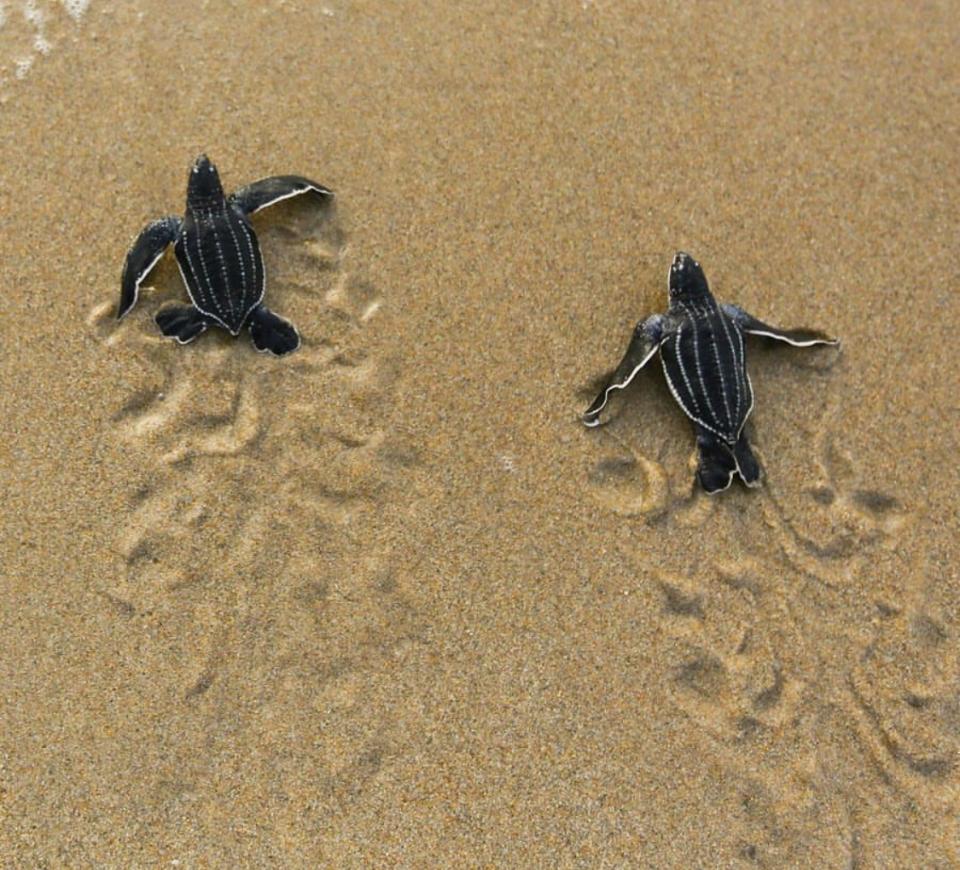 Two leatherback hatchlings make their way to the ocean. 90 percent of all sea turtle nesting takes place in Florida. (Ben Hicks, Sea Turtle Conservancy)