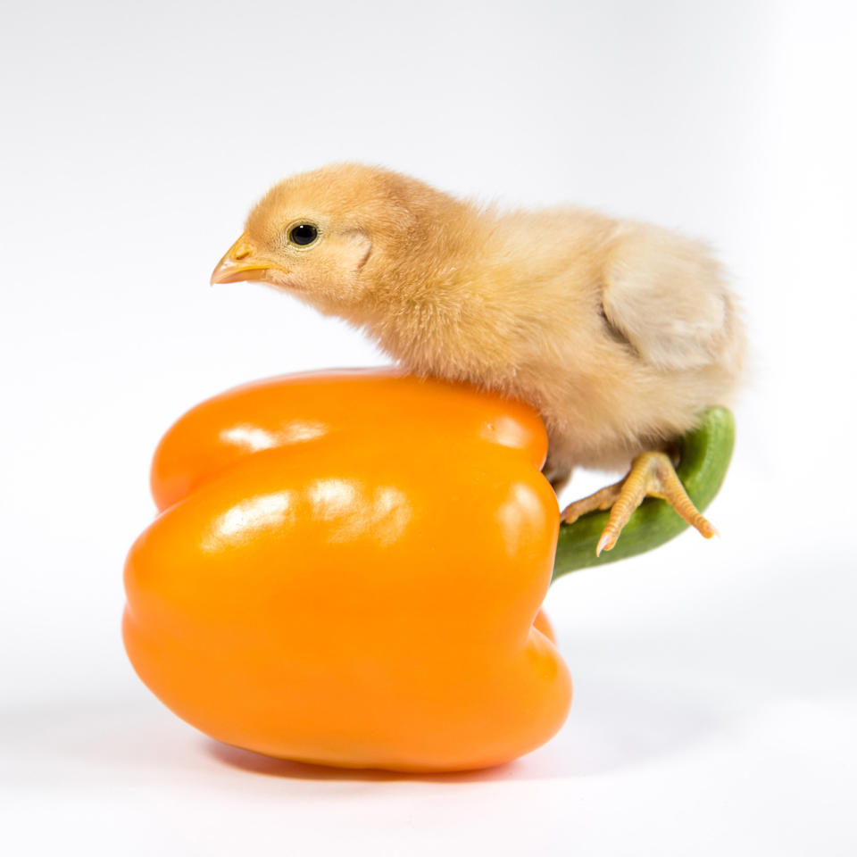 <p>A chick rides the stem of a yellow pepper. (Photos: Alexandra C. Daley-Clark/sillychickens.com) </p>