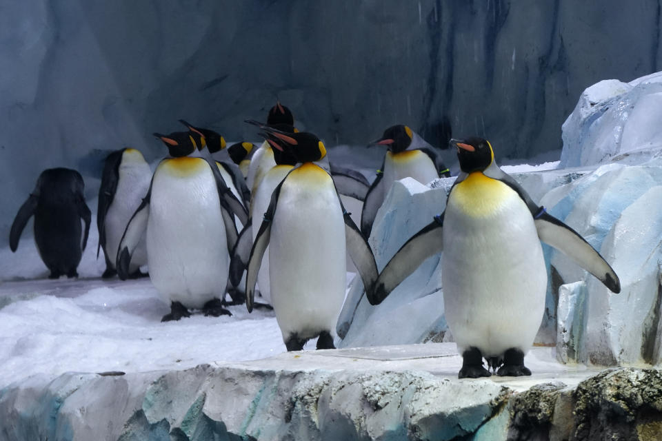 King penguins walk at the Polk Penguin Conservation Center at the Detroit Zoo in Royal Oak, Mich., Wednesday, Feb. 16, 2022. The Detroit Zoo's massive penguin center has reopened to the public more than two years after it was shuttered to repair faulty waterproofing. Visitors were welcomed inside the Polk Penguin Conservation Center this week for the first time since the 33,000-square-foot facility closed in 2019. (AP Photo/Paul Sancya)
