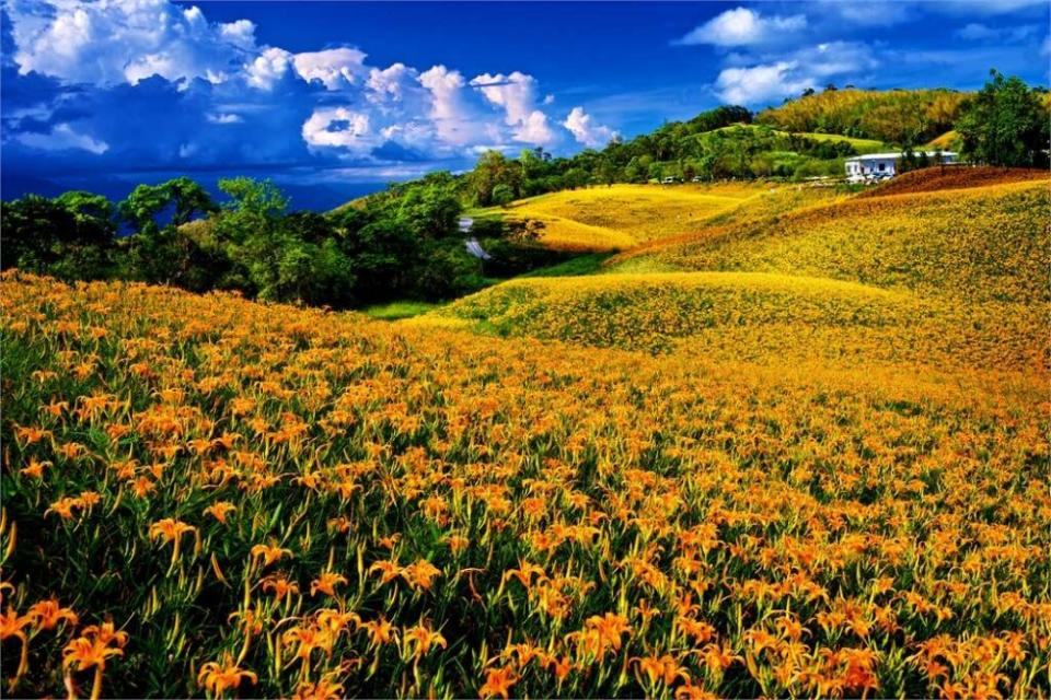 赤科山與六十石山齊名，金針花季時美不勝收。