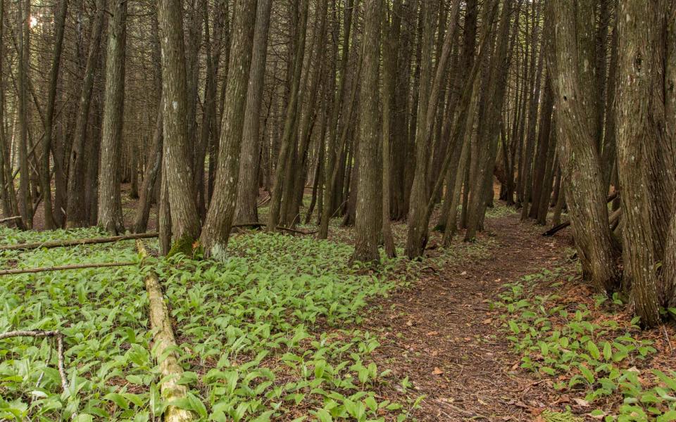 Hiking Trail, Mackinac Island, Michigan