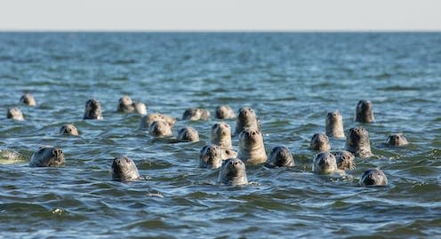 <span class="caption">One-third of the world's grey seals now live the UK's waters.</span> <span class="attribution"><a class="link " href="https://www.shutterstock.com/image-photo/group-grey-seals-peeking-out-water-1834319254" rel="nofollow noopener" target="_blank" data-ylk="slk:F-Focus by Mati Kose/Shutterstock;elm:context_link;itc:0;sec:content-canvas">F-Focus by Mati Kose/Shutterstock</a></span>