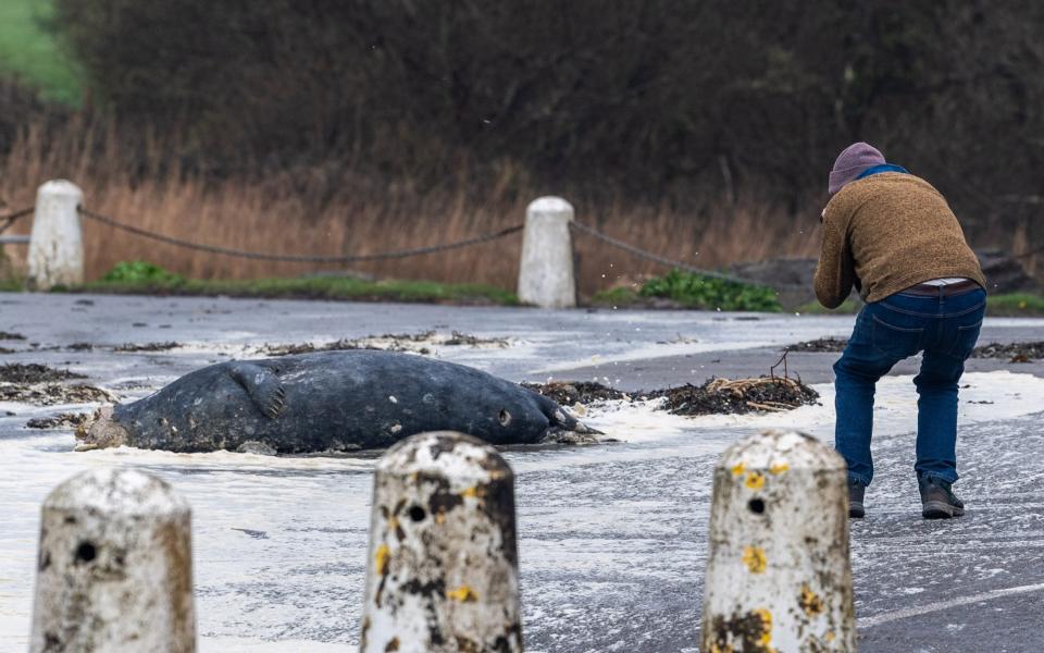 The dead seal is presumably the first victim of Storm Kathleen