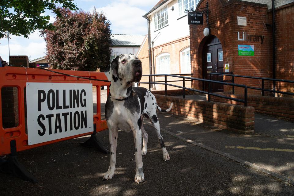 Eton Wick, Windsor, Berkshire, UK. 4th July, 2024. Chester the Great Dane outside the Polling Station in the village of Eton Wick, Windsor, Berkshire on General Election Day. Credit: Maureen McLean/Alamy Live News