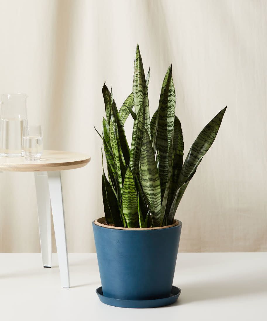 Sansevieria Plant