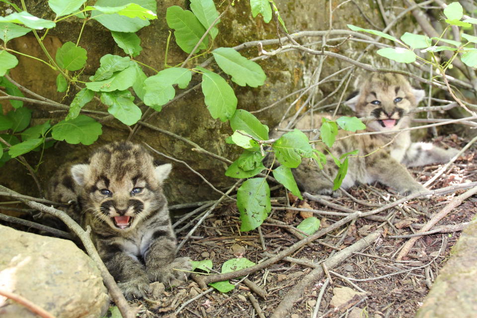 Biologists discovered P-77's den in the Simi Hills. The mountain lion gave birth to female kittens P-113, P-114 and P-115 in May 2023. / Credit: National Park Service/Flickr