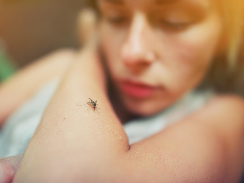 Vom Mücken geht laut WHO keine Corona-Gefahr aus (Bild: sun ok/Shutterstock.com)