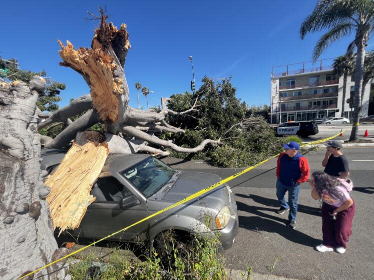Onlookers check out a large tree that has fallen onto three vehicles.