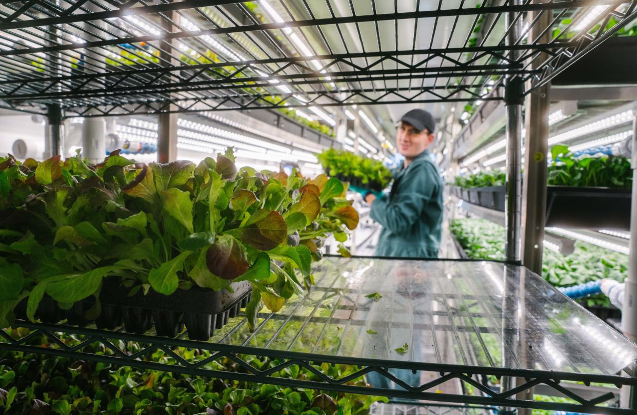 A Square Roots employee handles leafy greens in an indoor, climate-controlled farm.