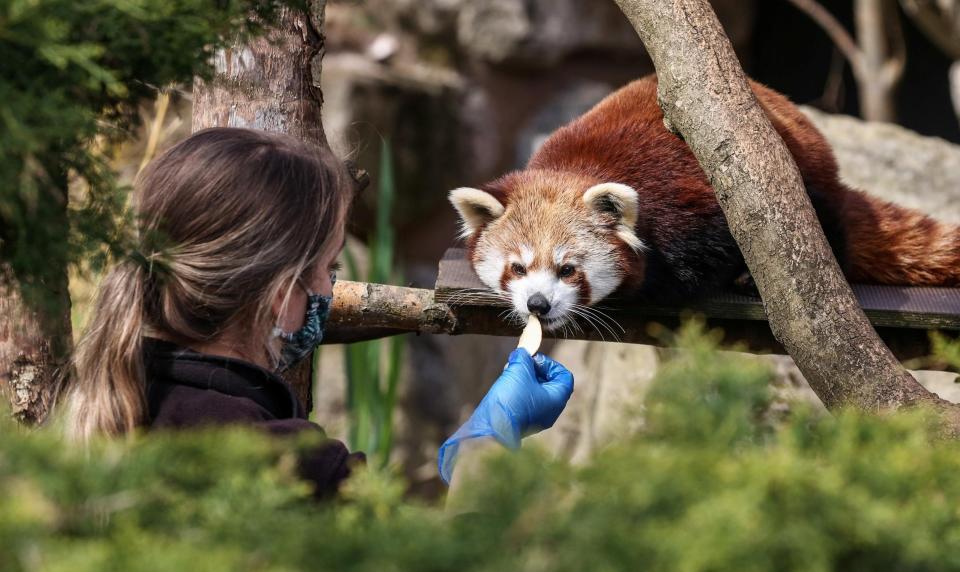 Bristol Zoo's red panda population is getting up its strength up - SWNS