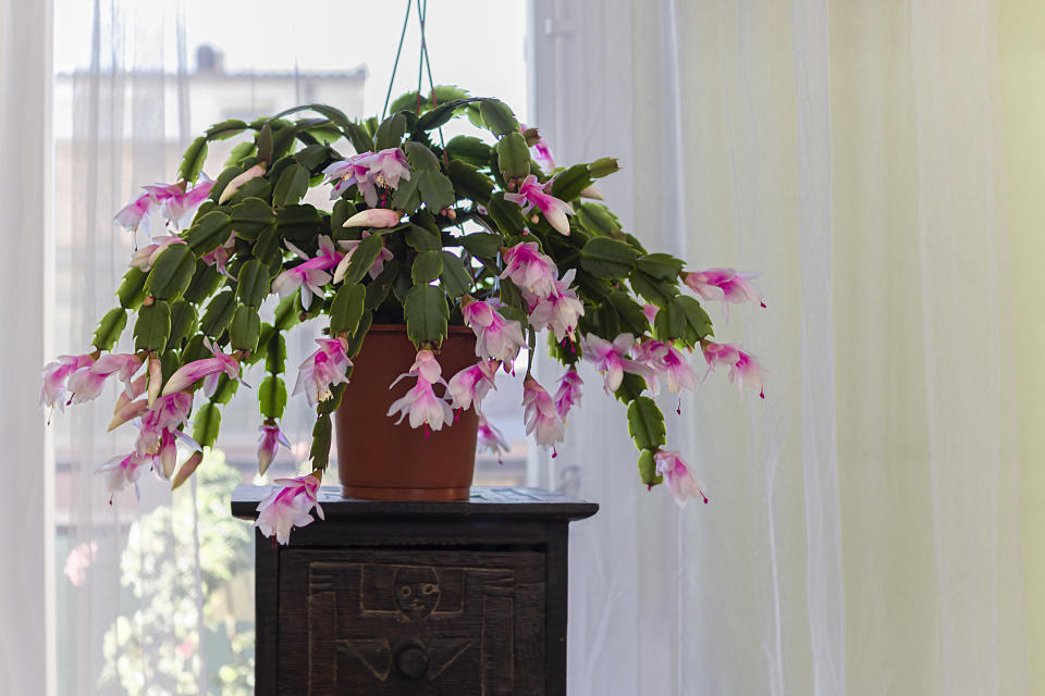 A Christmas Cactus with pink flowers is placed on a piece of furniture in front of the window inside a room of a dwelling