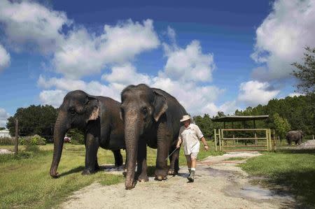 Trainer Jim Williams walks Asian elephants Icky (L) and Alana to a field at the Ringling Bros. and Barnum & Bailey Center for Elephant Conservation in Polk City, Florida September 30, 2015. REUTERS/Scott Audette