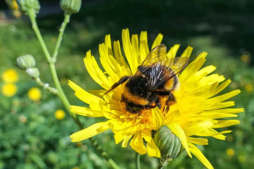 Bees get food from dandelions