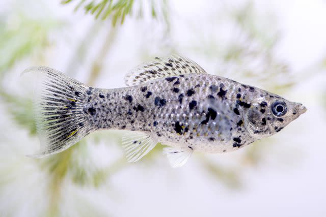 Molly dalmatien lyre - Poecilia sphenops