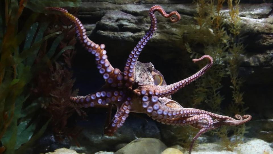 Un pulpo en un acuario en Melbourne, Australia