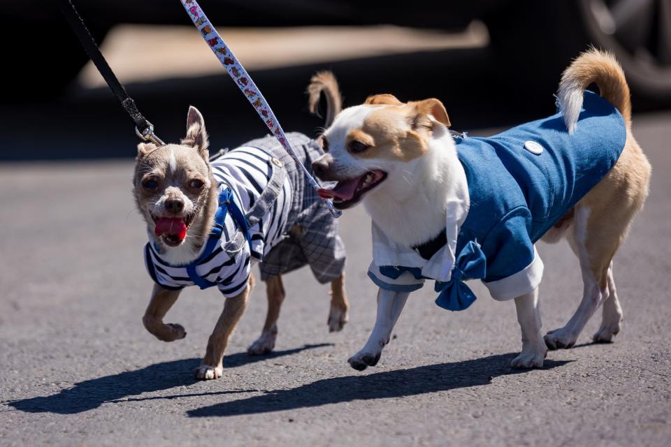 Dogs walk down with their owners during the pet parade at the MUTTS Canine Cantina grand opening was held on Saturday, May 18, 2024, in the Montecillo community at West El Paso.