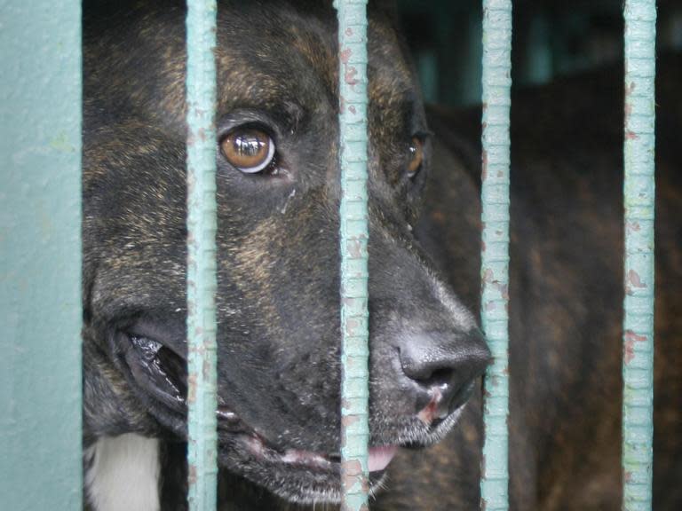 Two pitbull dogs broke free from their cages at an Alabama animal shelter and mauled 29 cats to death. Workers at the Dothan Animal Shelter found the dead cats on Thursday morning, local media reported.Shelter director Bill Banks told television outlet WTVY that it appeared the two dogs had forced their way out of their cages and pushed against the fence of the cat area to get inside. City mayor Mark Saliba told CNN the incident would be investigated."Unfortunately, tragic events sometimes fuel us to push things forward a little bit faster,” he said. “I’m thinking this will do just that.""We are all saddened and surprised by the event that took place," Mr Saliba said. "The safety of our animals is the top priority at the shelter."Officials told local media the dogs were subsequently captured, but did not say whether the dogs would be killed.Members of the public have taken to social media to express their anger at what happened, with many calling for an investigation into the shelter.