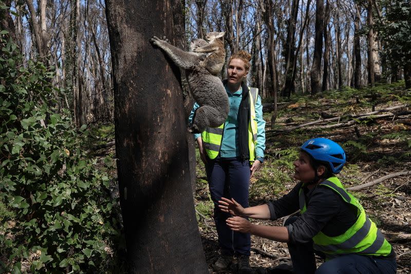 The Wider Image: From disease to bushfires, Australia's iconic koalas face bleak future