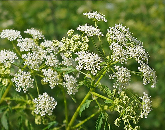 Poison hemlock flowers