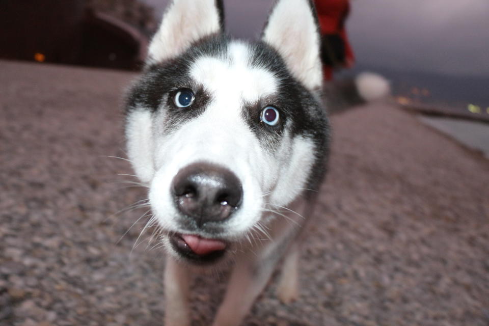 A husky is pictured.