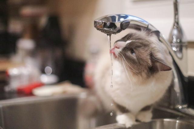 Funny Cat Tries to 'Attack' the Plumber While He's Fixing the Sink