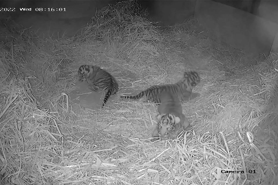 Sumatran tiger cubs born at ZSL London Zoo