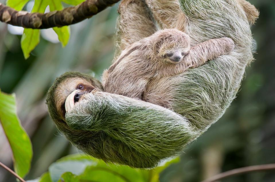 Sloth moms give birth in trees.