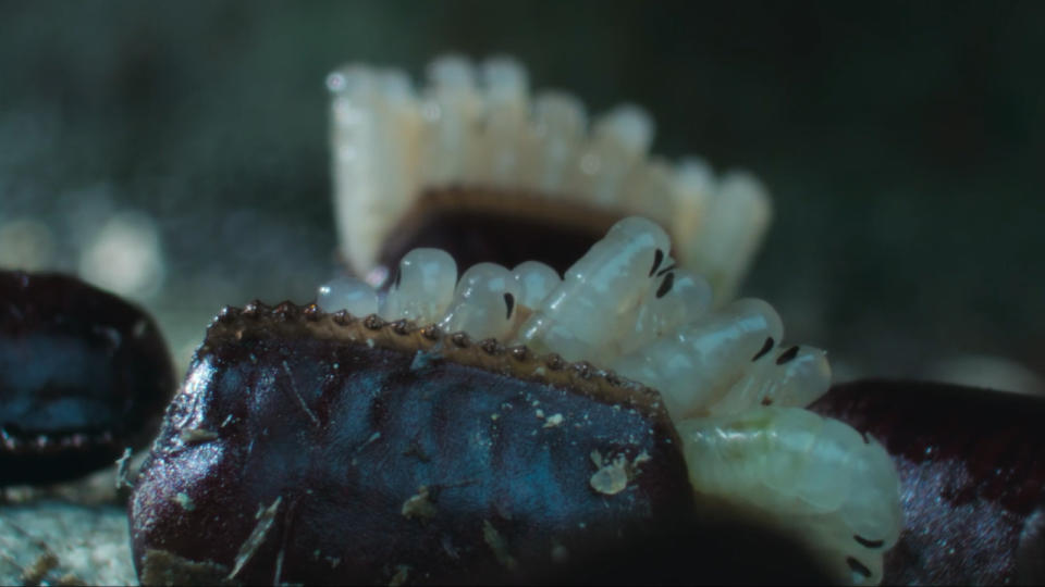 Image of a brown, leathery egg case hatching with a group of translucent larvae emerging