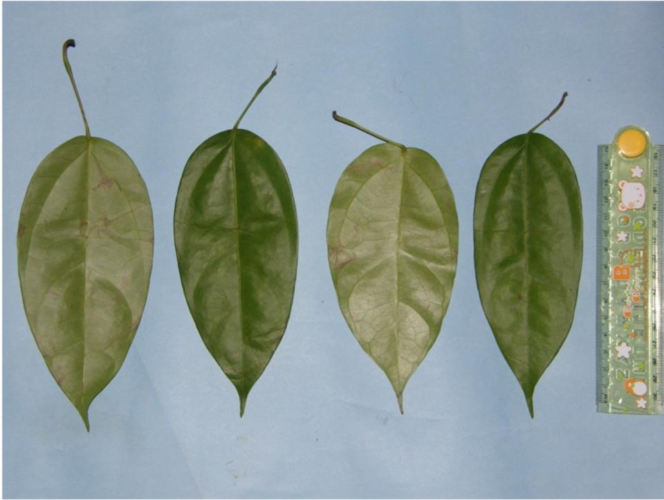 Leaves of the Akar Kuning plant, which are between 15 to 17cm long (Suaq Project/PA)