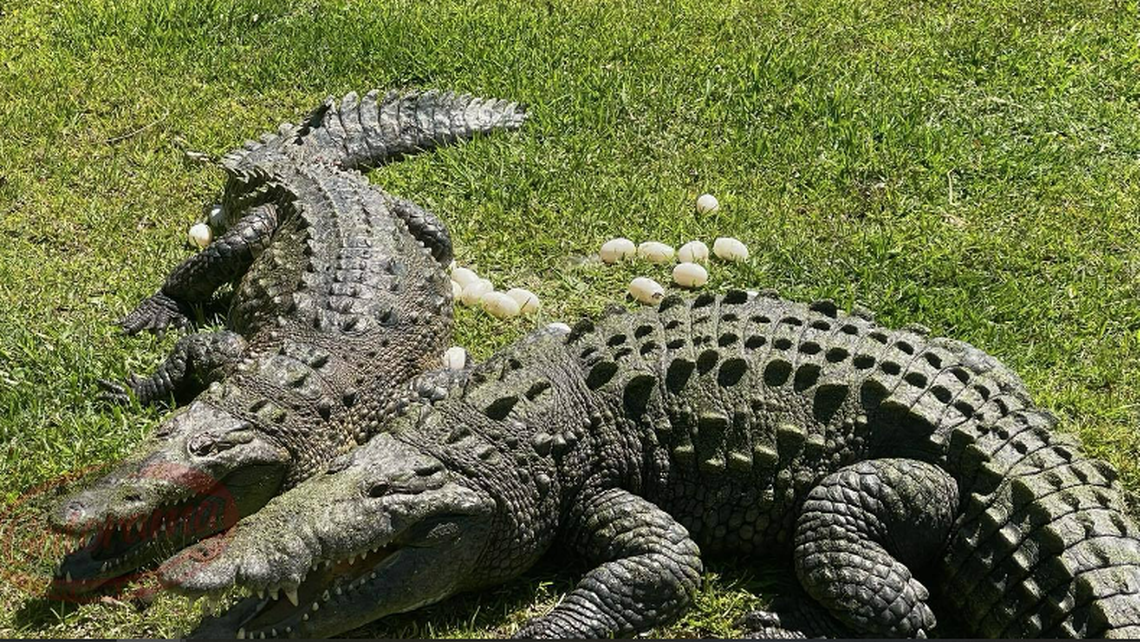 It’s rare enough for anyone to see a crocodile laying her eggs, but this was even more unusual due to the lack of a nest, according to staff at the Gatorama reptile farm.