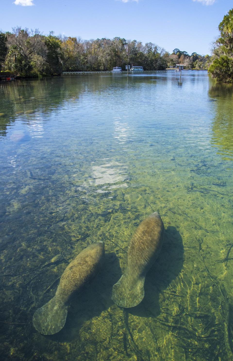 Homosassa Springs