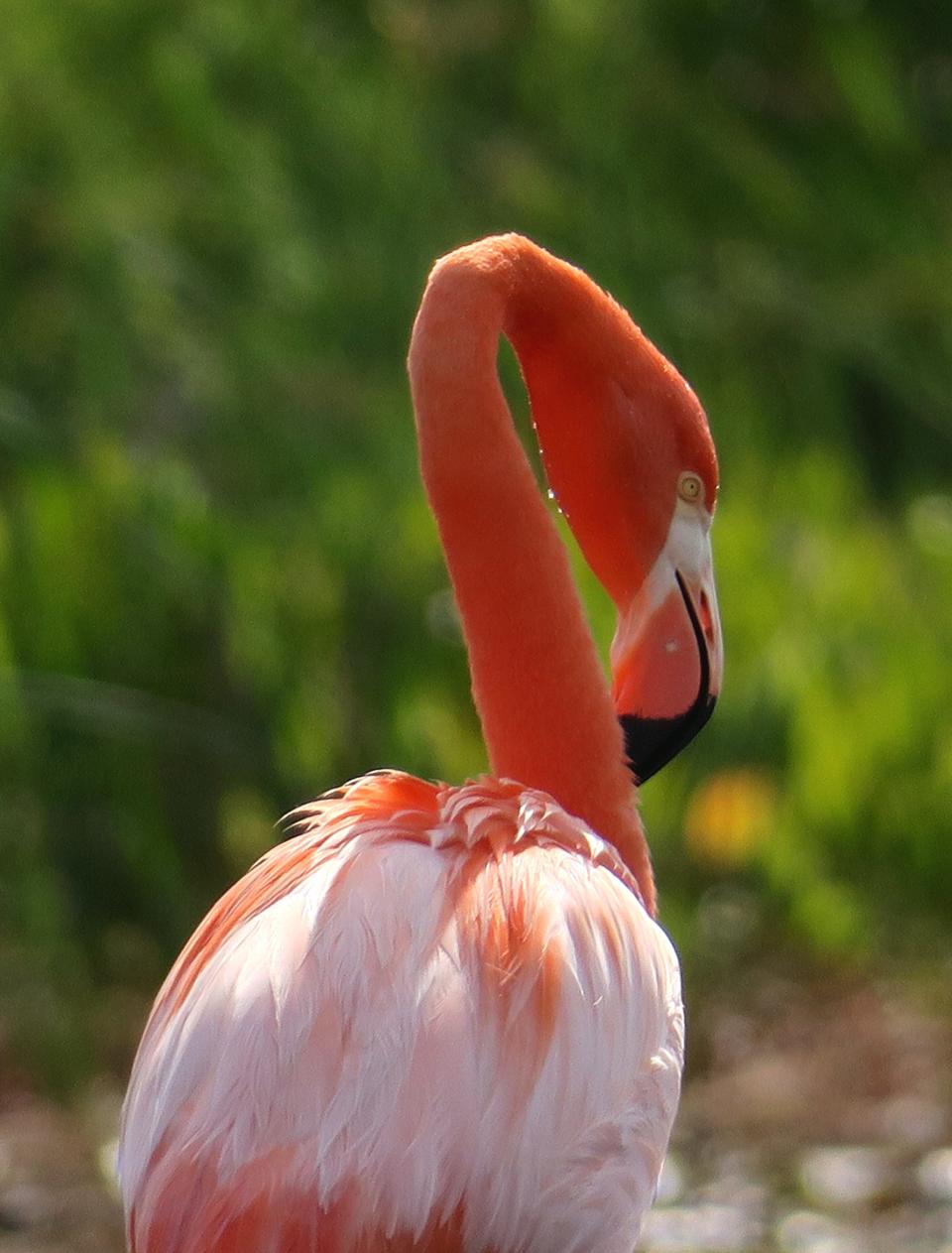 Good binoculars, a spotting scope, or a camera with a strong zoom lens are often required to view Pinky, an American flamingo, who arrived at St. Marks National Wildlife Refuge in 2018.