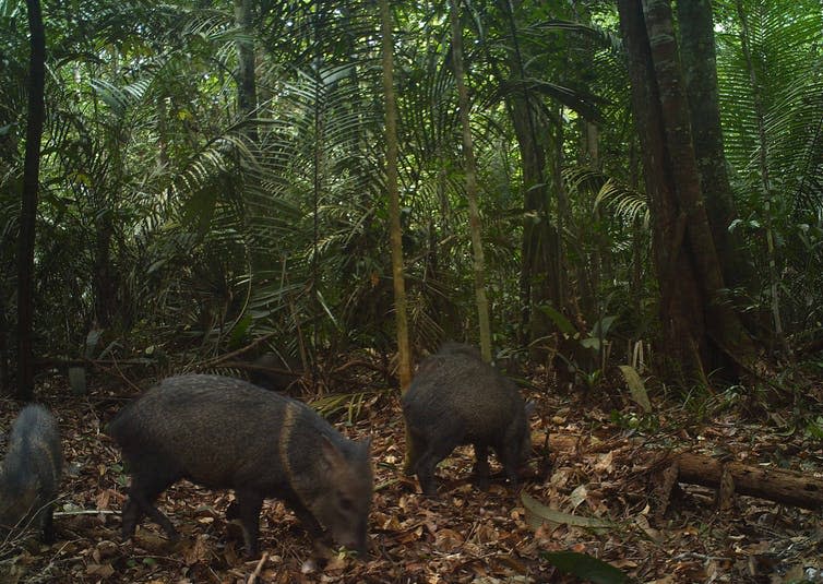 <span class="caption">Collared peccary.</span> <span class="attribution"><span class="source">Mark Abrahams</span>, <span class="license">Author provided</span></span>