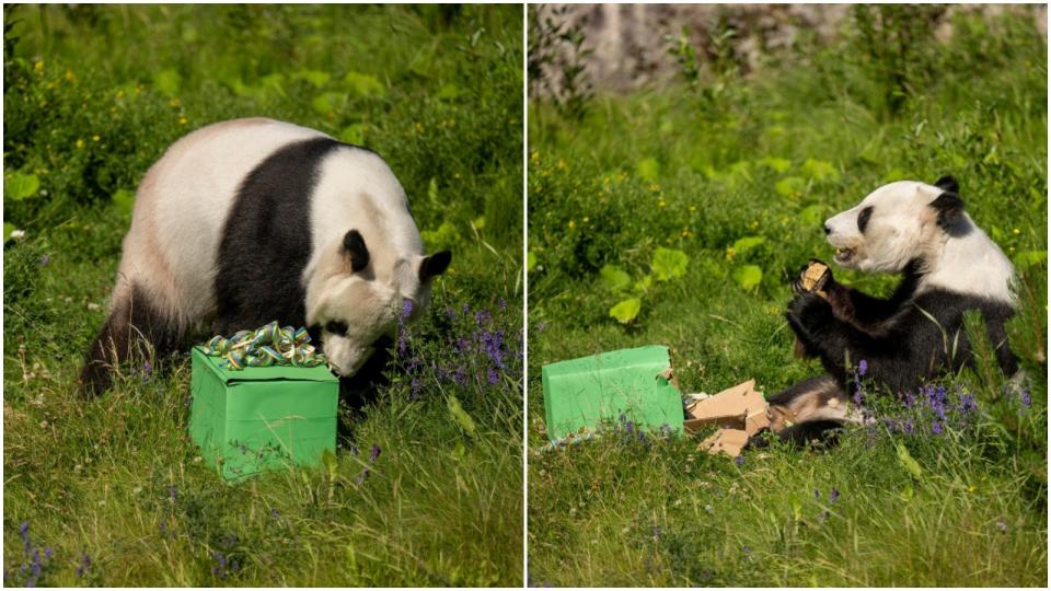 芬蘭艾赫泰里動物園今年7月為貓熊派瑞準備的11歲生日禮物。翻攝FB@Ähtärin Eläinpuisto