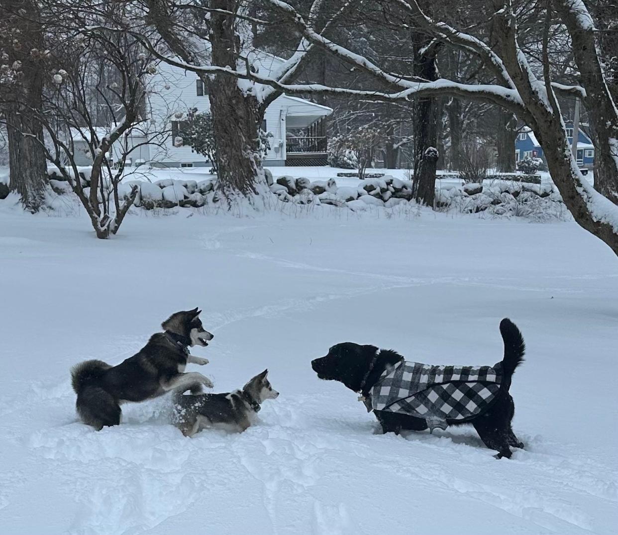 Puppies Keego, Nova and Dakota greet each other before some playtime in Templeton during the snowstorm Sunday.