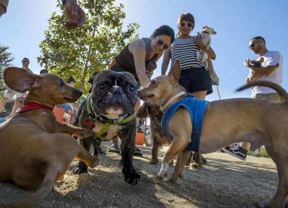 Dogs chase each other playfully during the grand opening of the Truitt Bark Park in Sacramento in 2017.