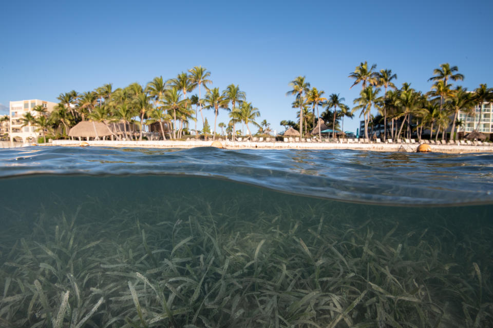 Seagrass near the Sands of Islamorada Ocean Front Hotel, Islamorada, Florida. Coastal development, and the pollution it causes, is a big threat to seagrass ecosystems. (Photo: Jennifer Adler for HuffPost)