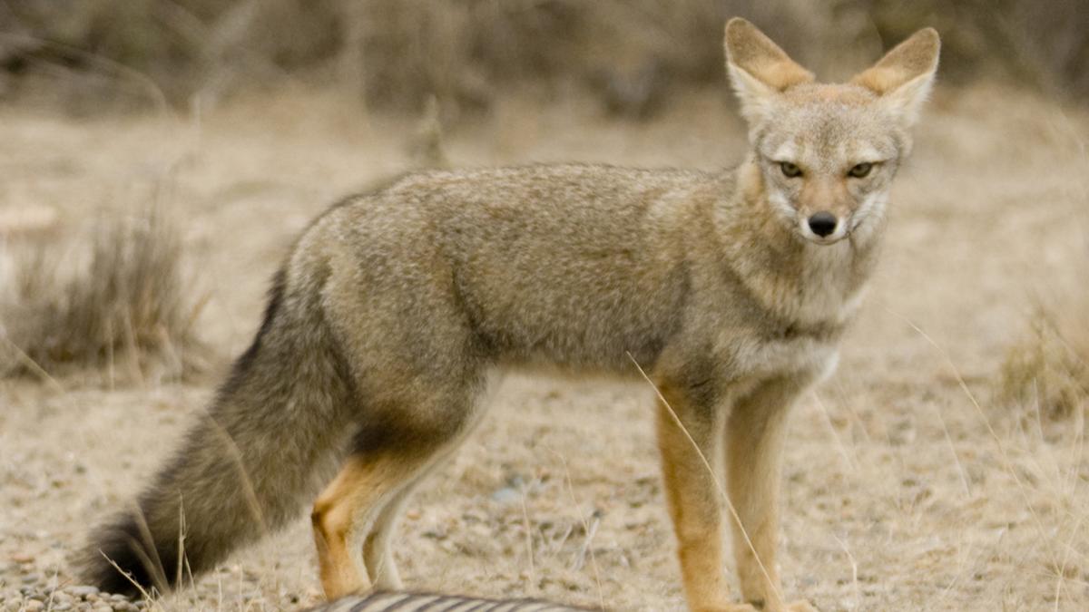 Was an extinct fox once man's best friend?